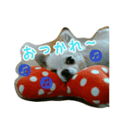 チワワのみるちゃん（個別スタンプ：13）