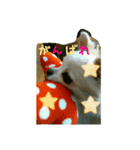 チワワのみるちゃん（個別スタンプ：16）