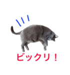 シャルトリュー 1（個別スタンプ：7）