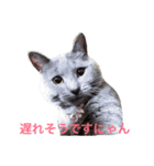 シャルトリュー 1（個別スタンプ：12）