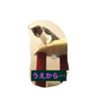 はるとねこ（個別スタンプ：1）