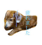 ダックスフンドちゃん（個別スタンプ：1）