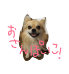 corocorodog（個別スタンプ：1）