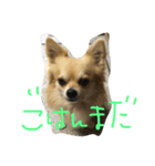 corocorodog（個別スタンプ：2）