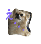 corocorodog（個別スタンプ：3）