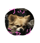 corocorodog（個別スタンプ：5）