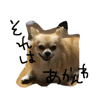 corocorodog（個別スタンプ：6）