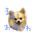 corocorodog（個別スタンプ：7）