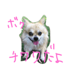 corocorodog（個別スタンプ：8）