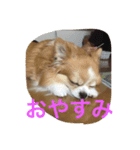 ご機嫌チワワ（個別スタンプ：1）