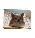ご機嫌チワワ（個別スタンプ：6）