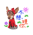 Little P Dog-2（個別スタンプ：7）