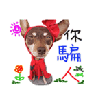 Little P Dog-2（個別スタンプ：12）