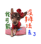 Little P Dog-2（個別スタンプ：16）