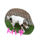 マイロとオーティス（個別スタンプ：12）