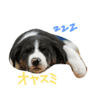 マイロとオーティス（個別スタンプ：16）