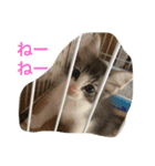 ゆめねこニャ〜ニャ（個別スタンプ：5）