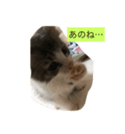 ゆめねこニャ〜ニャ（個別スタンプ：6）
