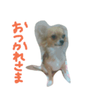 ここあああああ（個別スタンプ：3）