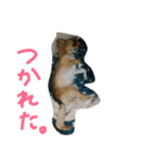 ここあああああ（個別スタンプ：6）