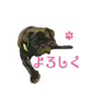 黒パグおこげのゆるスタンプ（個別スタンプ：3）
