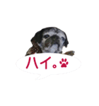 黒パグおこげのゆるスタンプ（個別スタンプ：7）