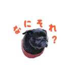 黒パグおこげのゆるスタンプ（個別スタンプ：13）