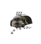 黒パグおこげのゆるスタンプ（個別スタンプ：20）