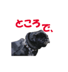 黒パグおこげのゆるスタンプ（個別スタンプ：32）