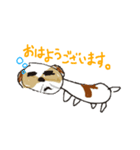 かわいいシーズースタンプ（個別スタンプ：1）
