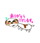 かわいいシーズースタンプ（個別スタンプ：6）