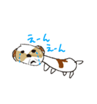 かわいいシーズースタンプ（個別スタンプ：8）