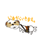 かわいいシーズースタンプ（個別スタンプ：9）