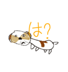 かわいいシーズースタンプ（個別スタンプ：12）