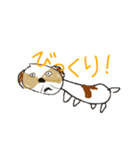 かわいいシーズースタンプ（個別スタンプ：13）