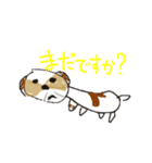 かわいいシーズースタンプ（個別スタンプ：16）