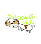 かわいいシーズースタンプ（個別スタンプ：23）