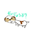 かわいいシーズースタンプ（個別スタンプ：24）
