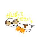 かわいいシーズースタンプ（個別スタンプ：30）
