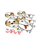 かわいいシーズースタンプ（個別スタンプ：40）