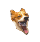 わんぱく犬あんずちゃん2（個別スタンプ：1）