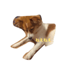 わんぱく犬あんずちゃん2（個別スタンプ：2）