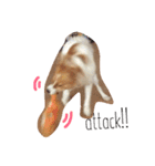 わんぱく犬あんずちゃん2（個別スタンプ：3）