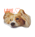 わんぱく犬あんずちゃん2（個別スタンプ：4）