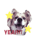 わんぱく犬あんずちゃん2（個別スタンプ：9）