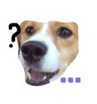 わんぱく犬あんずちゃん2（個別スタンプ：10）