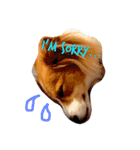 わんぱく犬あんずちゃん2（個別スタンプ：11）