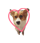 わんぱく犬あんずちゃん2（個別スタンプ：12）