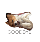 わんぱく犬あんずちゃん2（個別スタンプ：14）