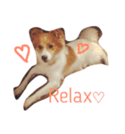 わんぱく犬あんずちゃん2（個別スタンプ：15）